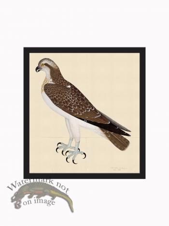 Rudbeck CFA_BF 26 OSPREY